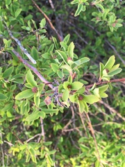 Francoaceae
