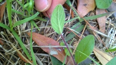 Crocanthemum carolinianum