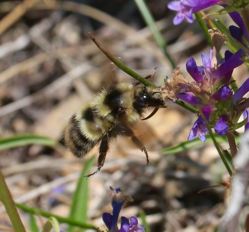 iNaturalist observation photo of Great Basin Bumble Bee