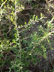 Phaulothamnus spinescens