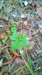 Cnidoscolus stimulosus