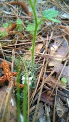 Cnidoscolus stimulosus