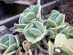 Sedum alexanderi