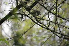 Hemitriccus margaritaceiventer