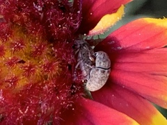 Trigonorhinus limbatus