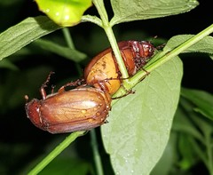 Phyllophaga crinita