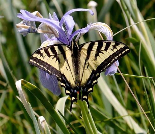 iNaturalist observation photo of Western Tiger Swallowtail