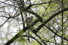 Hemitriccus margaritaceiventer