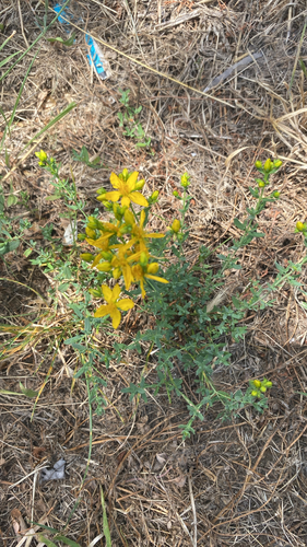 Common St. John's Wort