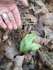 Erythronium umbilicatum