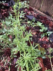 Galium aparine