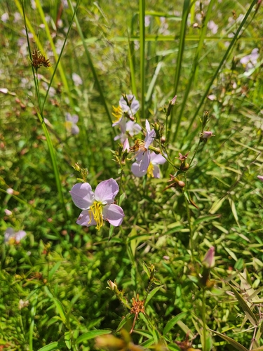 Maryland meadowbeauty