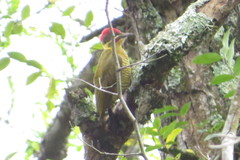 Piculus chrysochloros