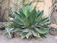 Agave cupreata