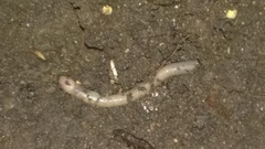 Aporrectodea longa