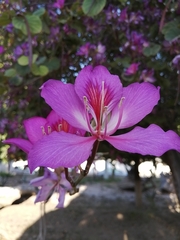 Bauhinia variegata