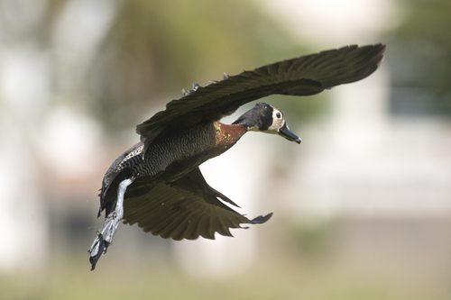 Dendrocygne veuf
