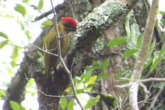 Piculus chrysochloros