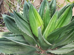 Agave cupreata