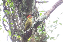 Piculus chrysochloros