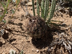 Echinomastus intertextus