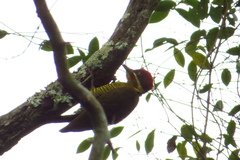 Piculus chrysochloros