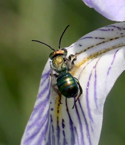 iNaturalist observation photo of Osmiini