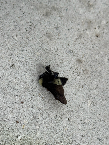 American Bumble Bee