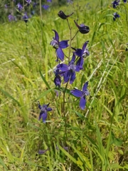 Delphinium patens