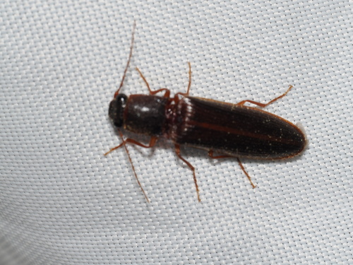 iNaturalist observation photo of Click Beetles