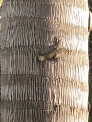 Sceloporus occidentalis