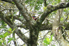 Campephilus leucopogon