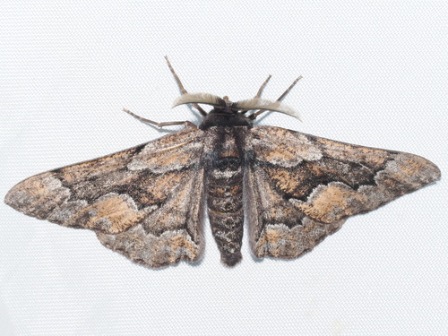 iNaturalist observation photo of Phaeoura mexicanaria