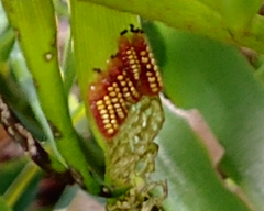 Eumaeus atala