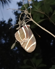 Heliconius charithonia