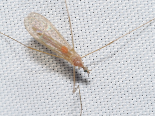 iNaturalist observation photo of Limoniid Crane Flies