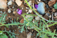 Roemeria hybrida