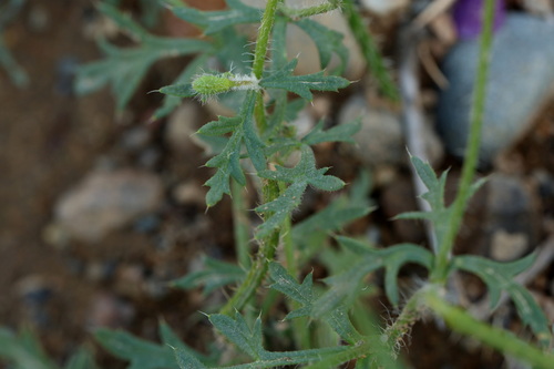 Roemeria hybrida, photograph 4