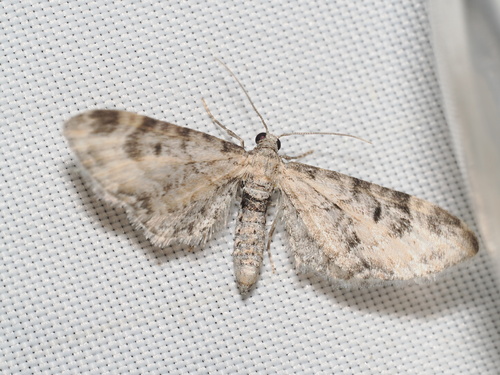 iNaturalist observation photo of Eupithecia agnesata
