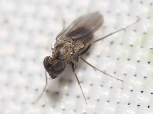 iNaturalist observation photo of Long-legged Flies