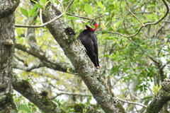 Campephilus leucopogon