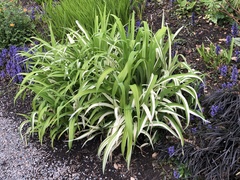 Yucca filamentosa variegata