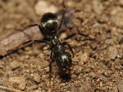iNaturalist observation photo of Wood, Mound, and Field Ants