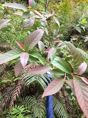 Alniphyllum pterospermum