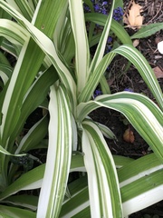 Yucca filamentosa variegata