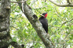 Campephilus leucopogon