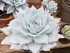 Echeveria cante