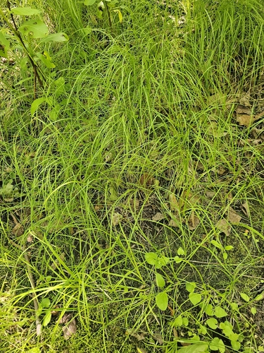 Carex pensylvanica, photograph 4