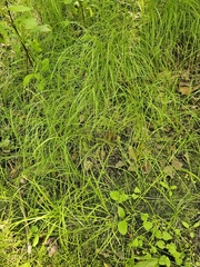 Carex pensylvanica, photograph (c) Norma Malinowski, some rights reserved (CC BY)