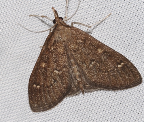 iNaturalist observation photo of Mecyna mustelinalis